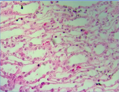 Photomicrograph of rat kidney section of control group shows kidney normal histology, H&E stain 40X10