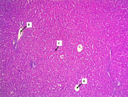 A photo of  the liver of one of the the control group chicks, which shows normal architecture represented by the central vein (A), portal area (B) and hepatocytes (C). H&E stain, 100X.