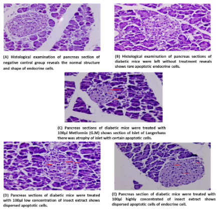 Histological sections of pancreas of all experimental groups (X40) (H & E).