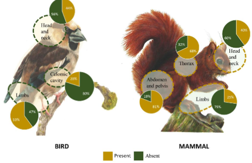 Distribution of lesions by anatomical region in mammals and wild birds included in this study (illustrations ©Andreia Garcês)
